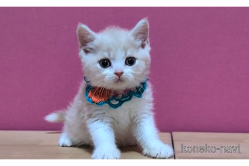 成約済の東京都のスコティッシュフォールド-100109の6枚目